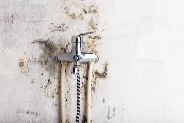 Best Emergency Mold Removal  in El Cerrito, CA