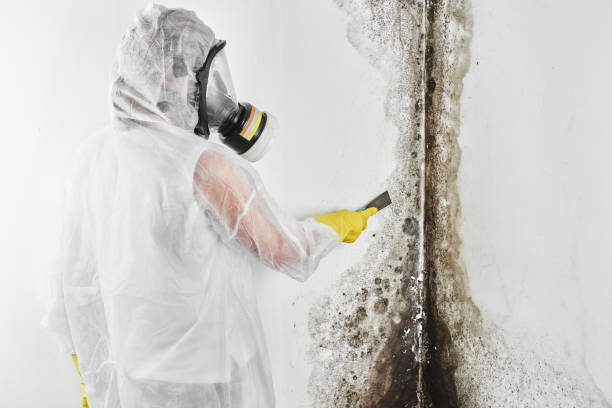 Best Home Mold Removal  in El Cerrito, CA