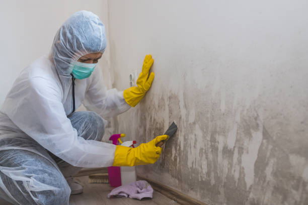 Best Certified Mold Removal  in El Cerrito, CA