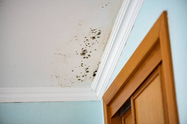 Best Mold Removal Company Near Me  in El Cerrito, CA