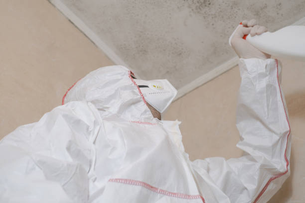 El Cerrito, CA Mold Removal Company