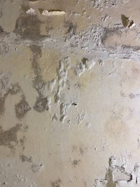 Best Toxic Mold Removal  in El Cerrito, CA