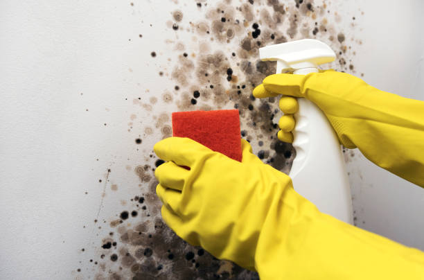 Best Attic Mold Removal  in El Cerrito, CA