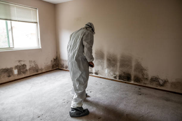 Best Black Mold Removal  in El Cerrito, CA