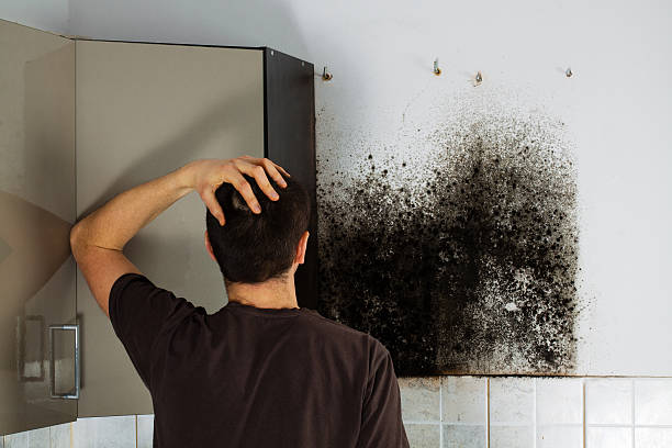 Best Residential Mold Removal  in El Cerrito, CA