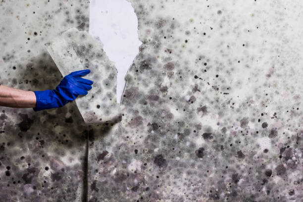 Best Office Mold Removal Services  in El Cerrito, CA