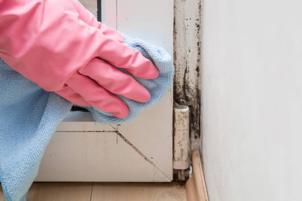 Best Affordable Mold Removal  in El Cerrito, CA