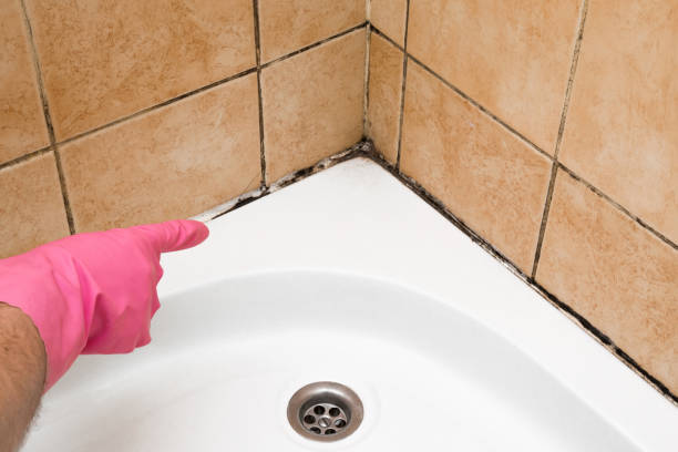 Best Mold Testing  in El Cerrito, CA